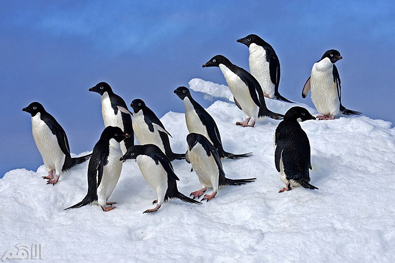 أنتاركتيكا انتشار طيور البطريق