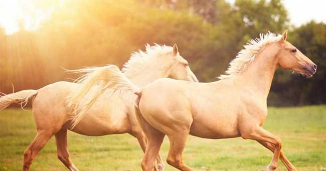 10 حقائق لا تعرفها عن الخيول