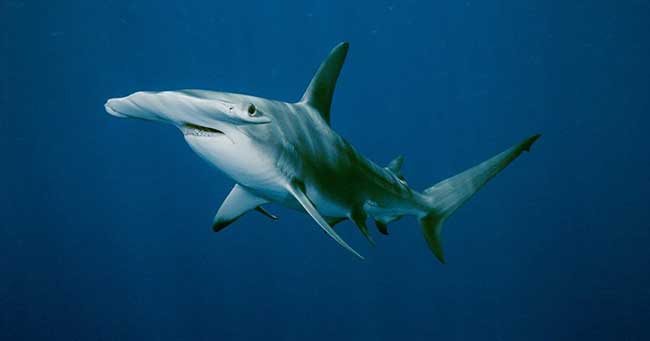 10 أنواع من سمك القرش الذي يهاجم البشر بشراسة
