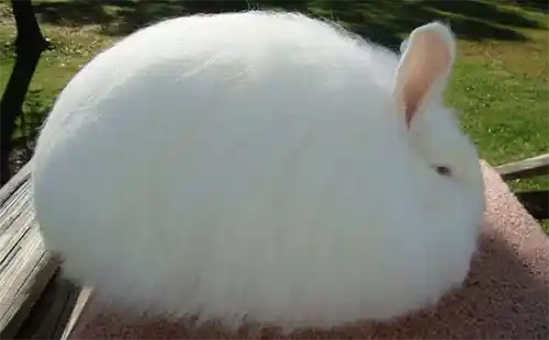 ارنب الانجورا Angora Rabbit