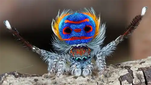 عنكبوت الطاووس الاسترالي Australian Peacock Spider