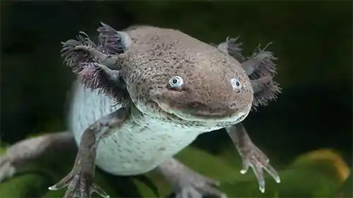 الاكسولوتل Axolotl