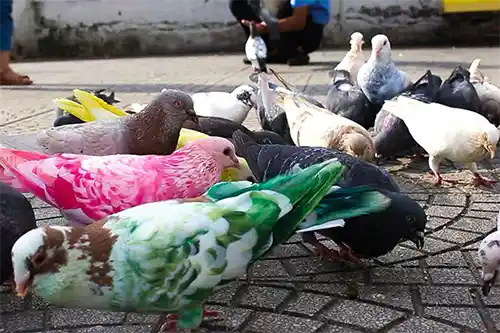 الحمام الملون Colored pigeons