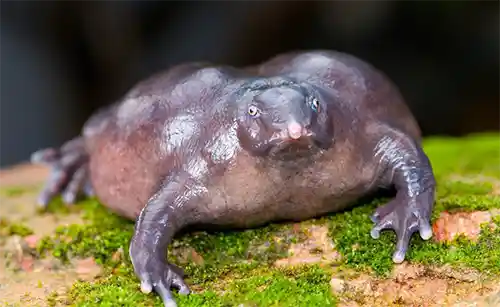 الضفدع الارجواني الهندي Indian Purple Frog