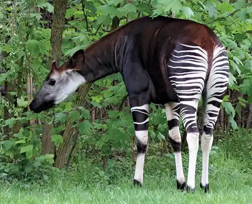 أوكابي Okapi