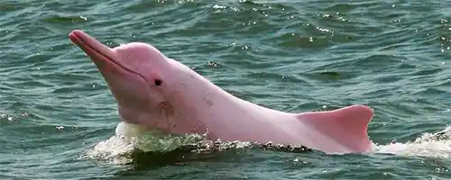 الدولفين الوردي Pink Bottlenose Dolphin