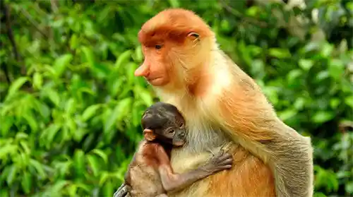 القرد ذو الانف الخرطومي Proboscis Monkey