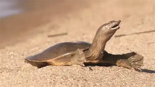 السلحفاء ناعمة القشرة Soft-shell Turtle