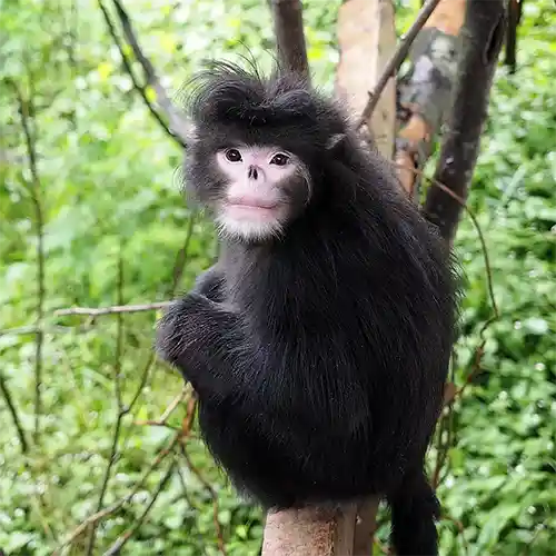 القرد ميانمار افطس الانف     Myanmar Snub-Nosed Monkey