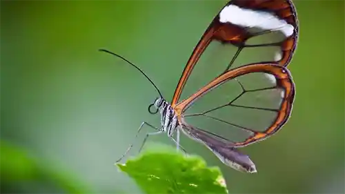 فراشة الاجنحة الزجاجيه Glassing Butterfly