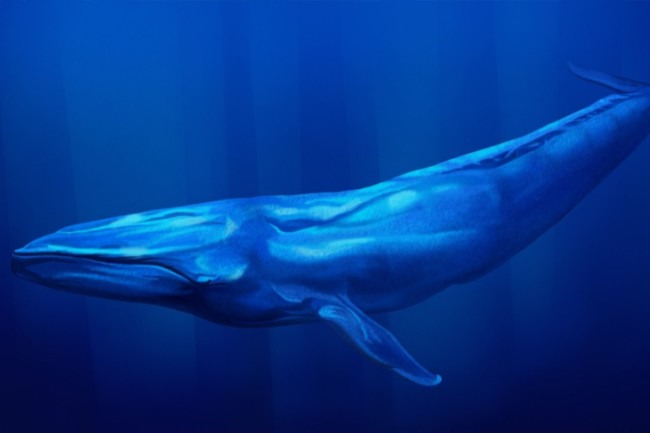 الحوت الأزرق The Blue Whale