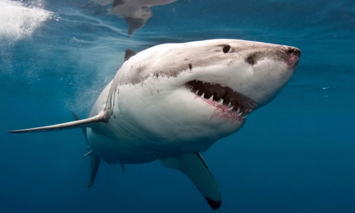 القرش الابيض الكبير Great White Shark