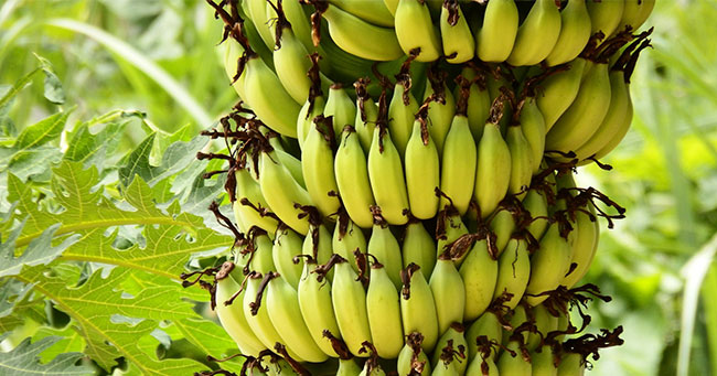 طعام أهل الجنة.. هل تعرف الإسم الآخر لفاكهة الموز المذكورة في القران؟ وما هو أفضل توقيت لتناوله للحصول علي فوائده العظيمة