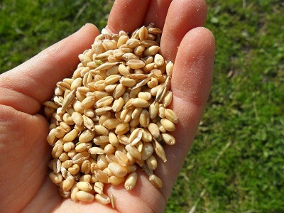 بذرة القمح
